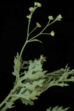 Image of Santa Maria feverfew