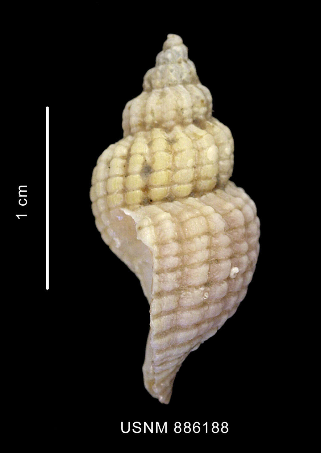 Image of Xymenopsis Powell 1951