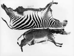 Image of Grevy's Zebra