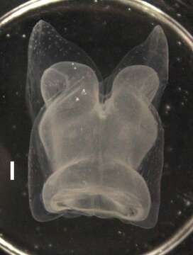 Image of Apolemia lanosa Siebert, Pugh, Haddock & Dunn 2013