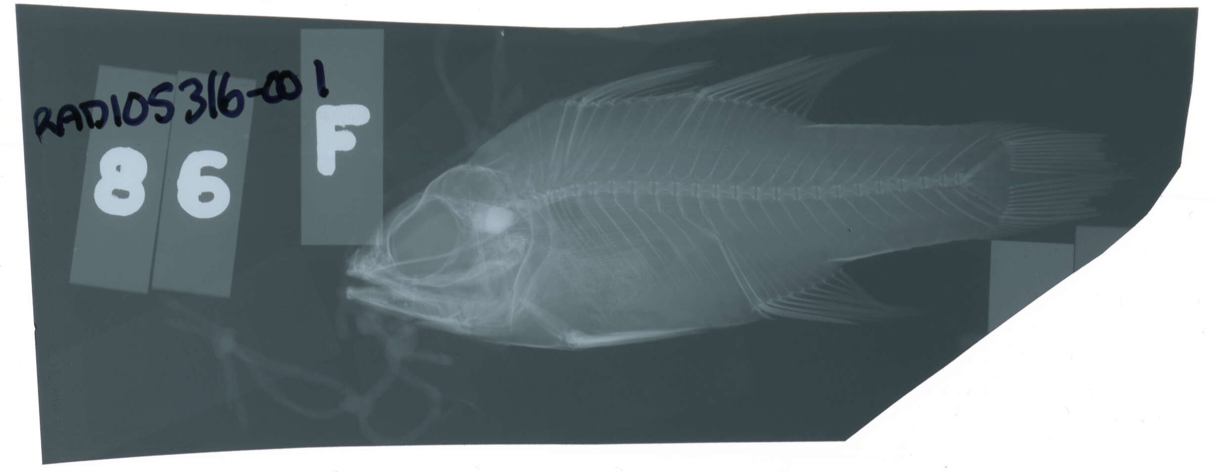 Plancia ëd Ostorhinchus multilineatus (Bleeker 1874)