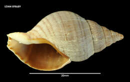 Image of Buccinulum pertinax pertinax