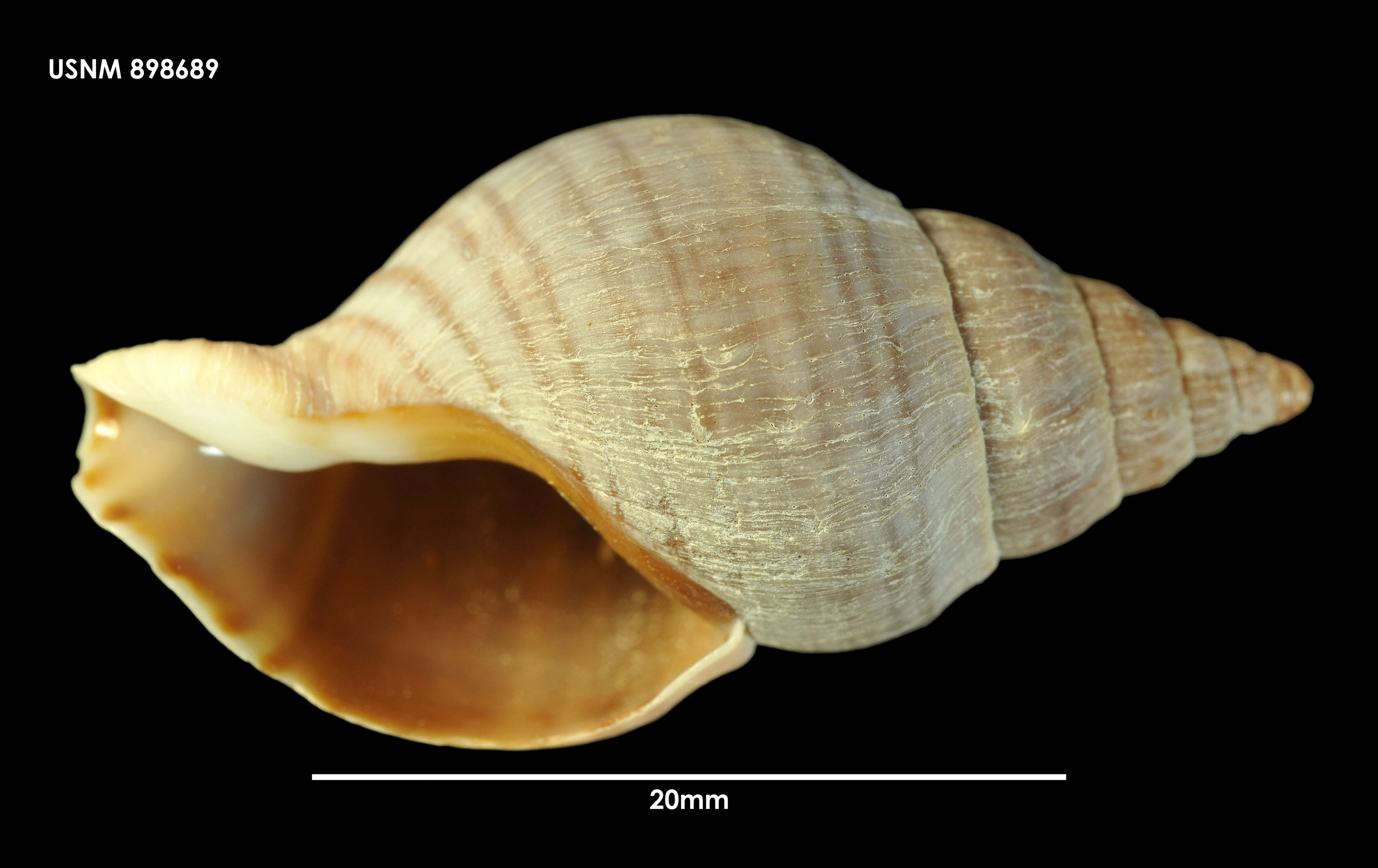 Image of Buccinulum pertinax pertinax