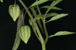 Image of cutleaf groundcherry