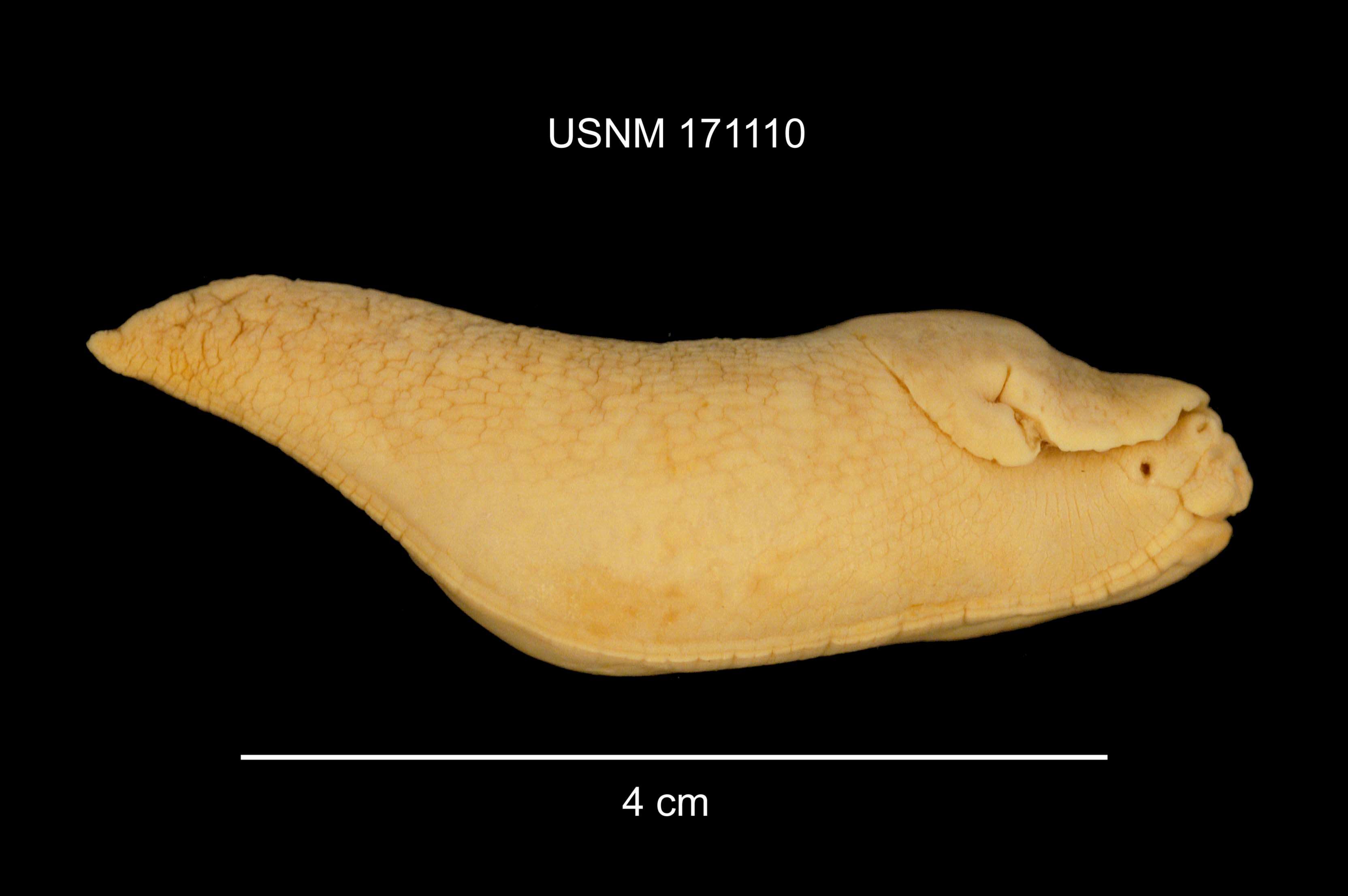 Image of Limax flavus Linnaeus 1758