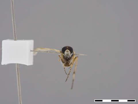 Image of Therevidae