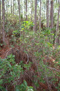 Image of mountain laurel