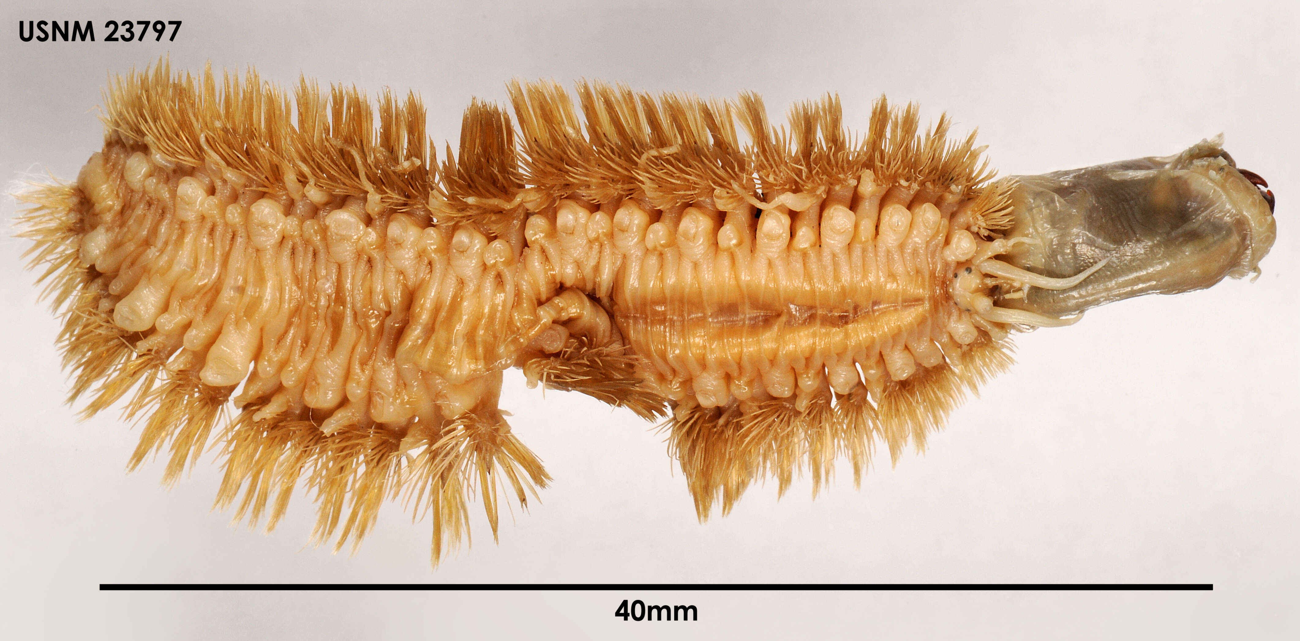 Harmothoe fuligineum (Baird 1865)的圖片