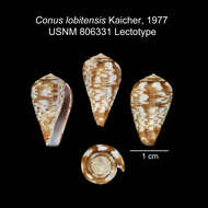 صورة Conus lobitensis Kaicher 1977