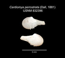 Image de Cardiomya perrostrata (Dall 1881)