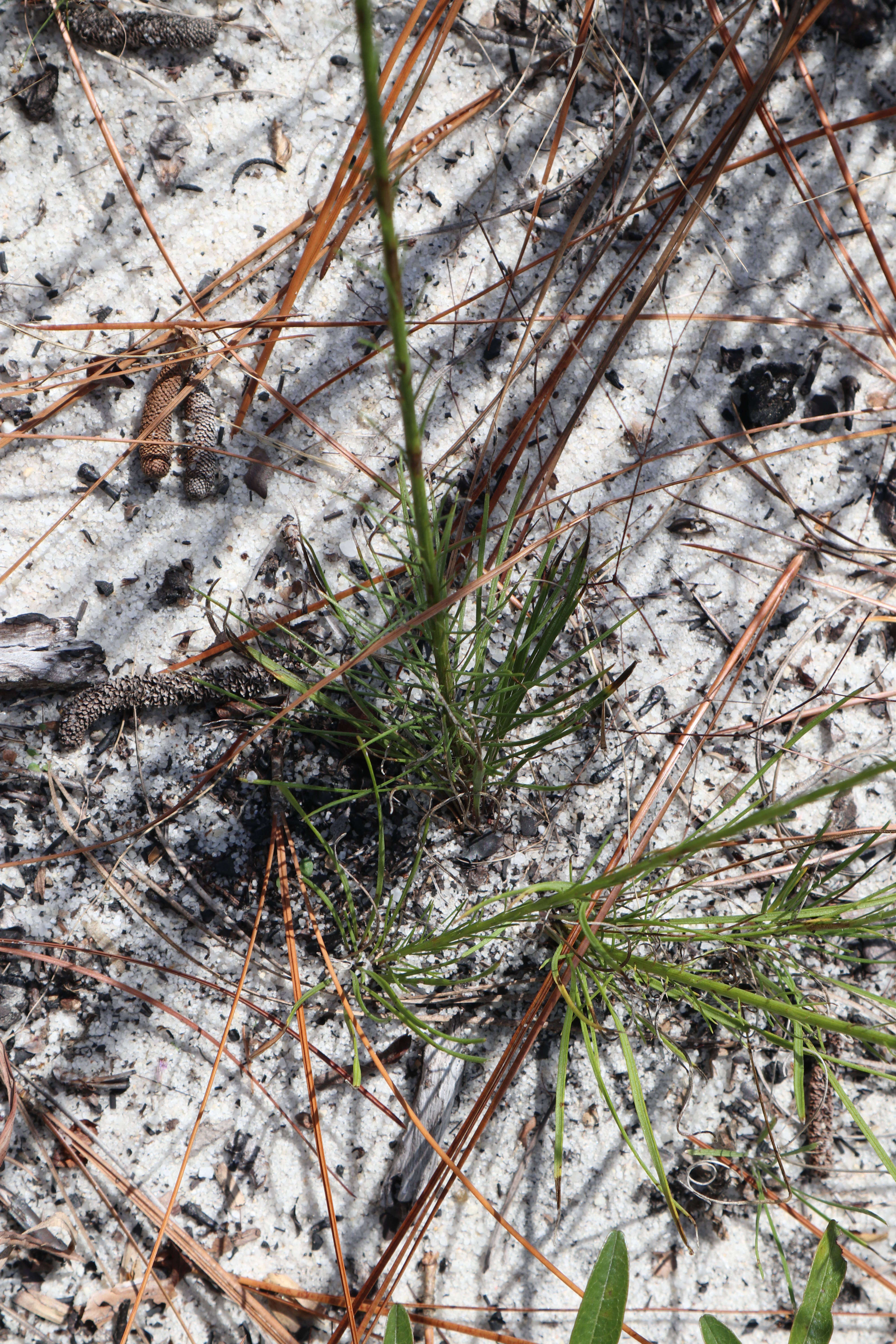 Слика од Liatris tenuifolia Nutt.