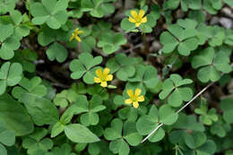 Image de oxalis cornu