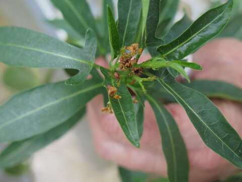 Image of Jatropha capensis (L. fil.) Sond.