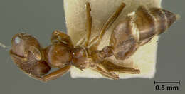 Image of Crematogaster impressiceps frontalis Santschi 1922