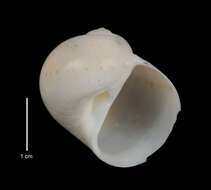 Image of Notocochlis guesti (Harasewych & Jensen 1984)