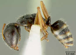 Image of Camponotus reticulatus fullawayi Wheeler 1912
