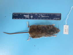 Image of Deer Mouse