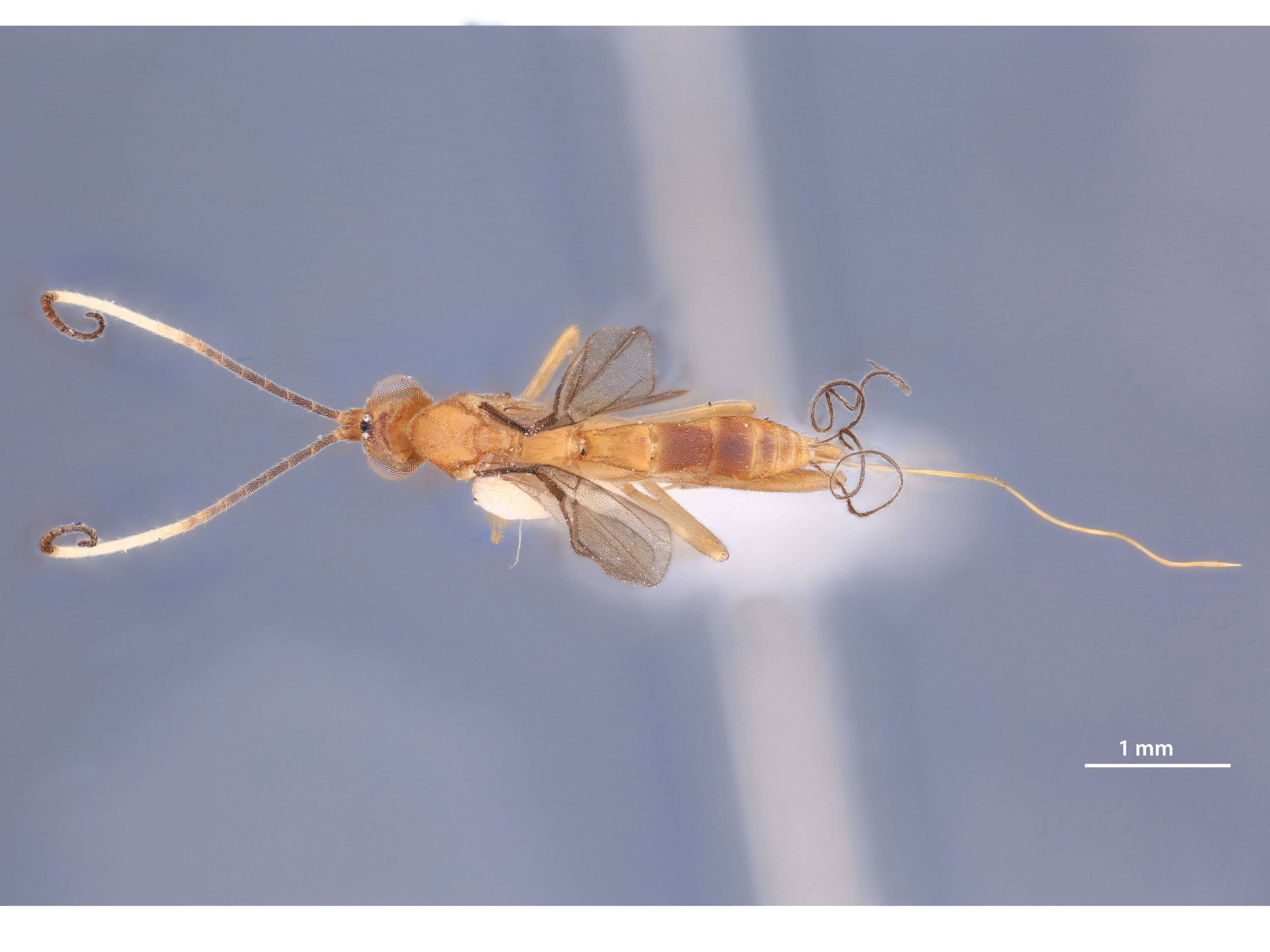 Image of Orgilus notabilis Muesebeck 1970