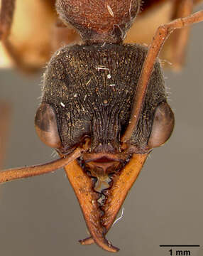 Image of Myrmecia pulchra Clark 1929