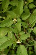 Image of cutleaf groundcherry