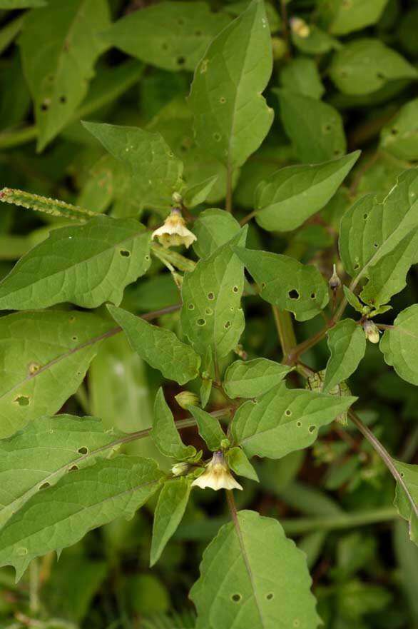 Image of cutleaf groundcherry