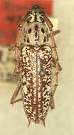 Image of Elaphidion splendidum Fisher 1932