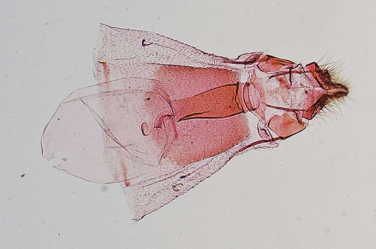Image of Rostrolaetilia utahensis Blanchard & Ferguson 1975