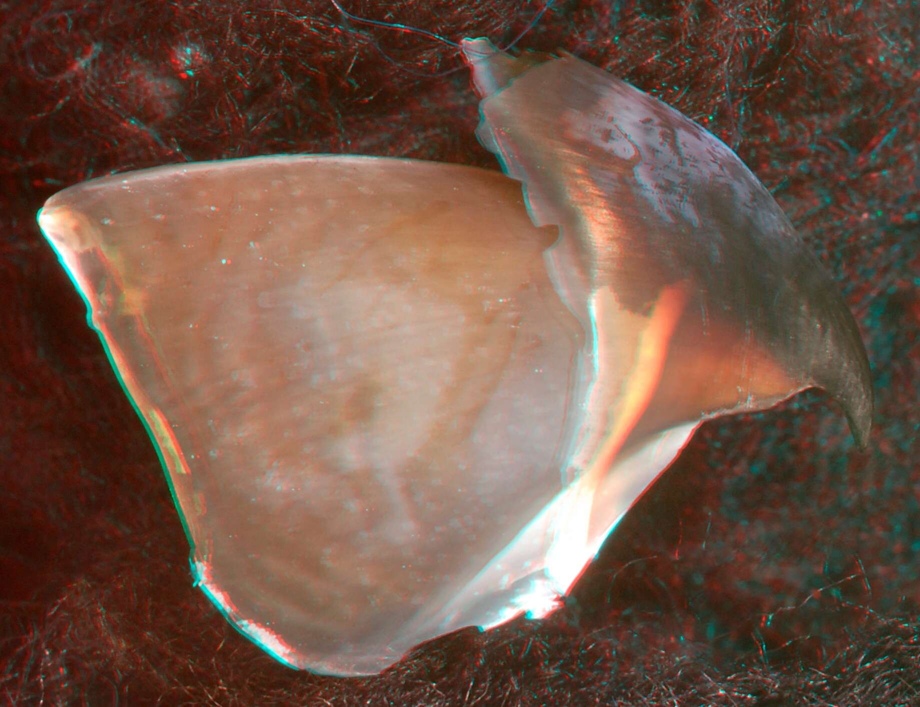 Image of Grimpoteuthis boylei Collins 2003