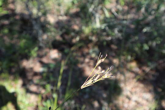 صورة Rhynchospora megalocarpa A. Gray