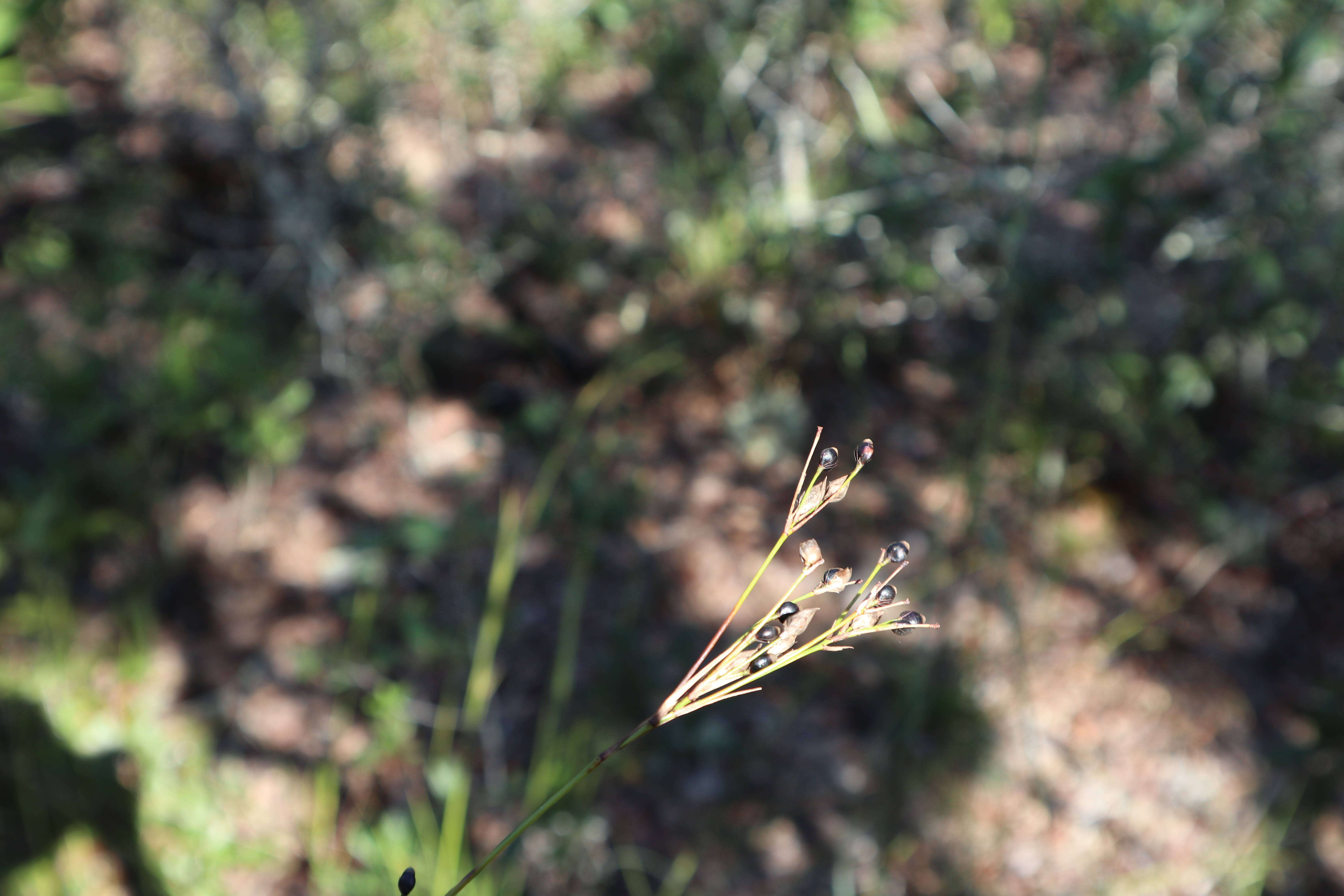 Rhynchospora megalocarpa A. Gray resmi