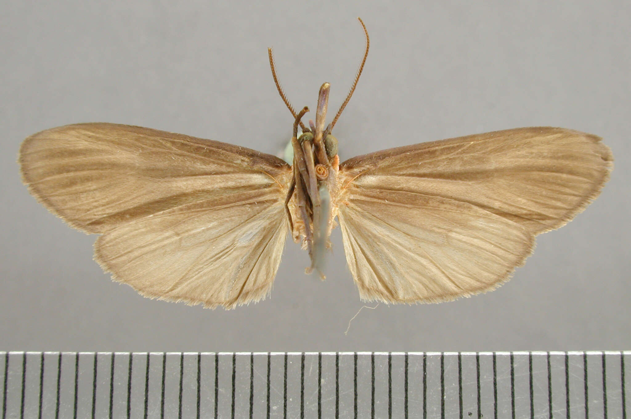 Image of Balbura fasciata Schaus 1911