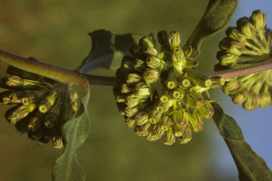 Image of green comet milkweed