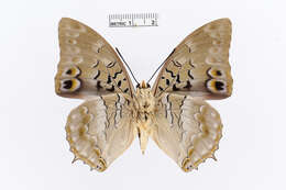 Charaxes ameliae Doumet 1861 resmi