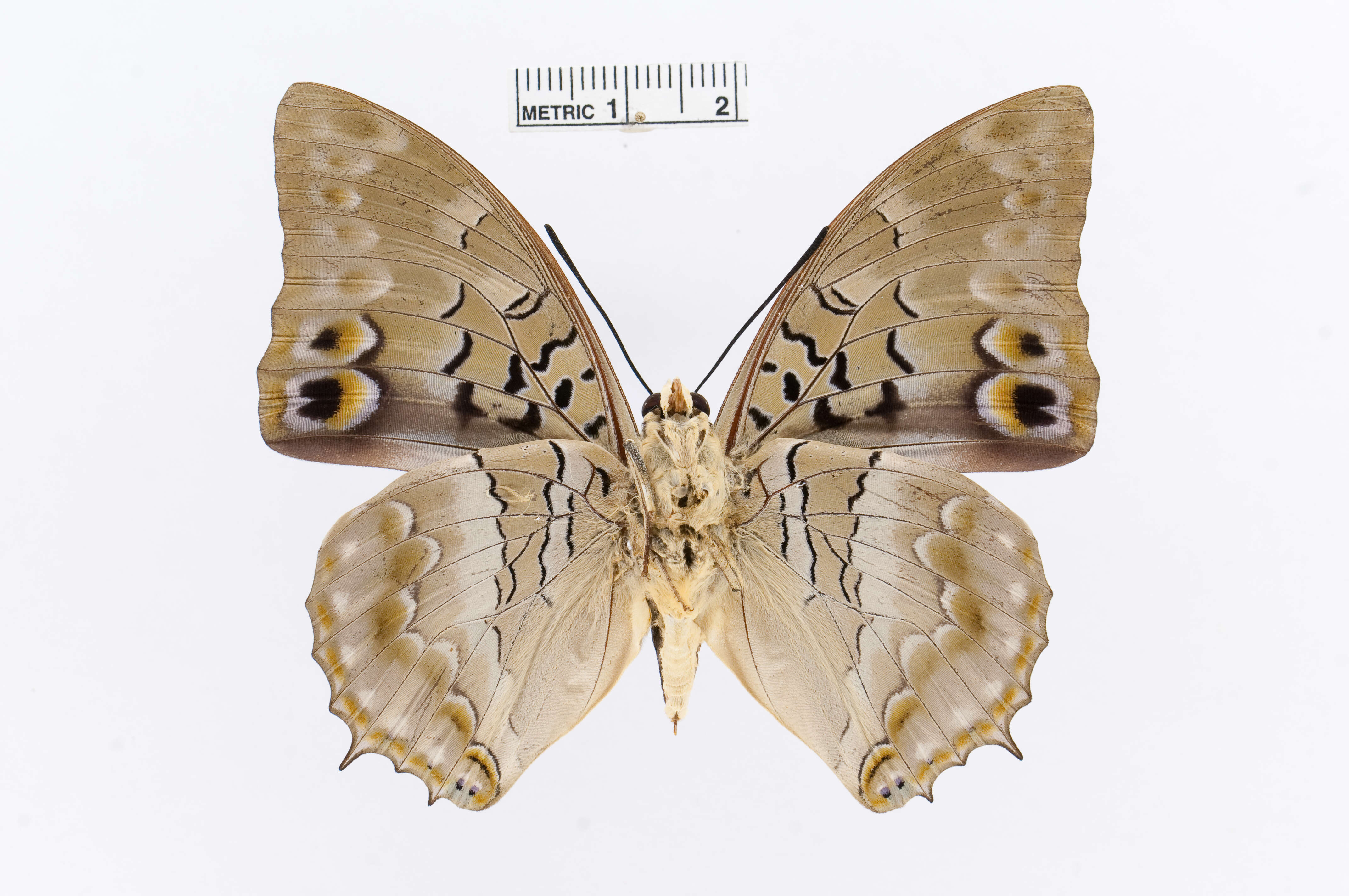 Charaxes ameliae Doumet 1861 resmi