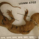 Image of Ambystoma tigrinum nebulosum Hallowell 1853