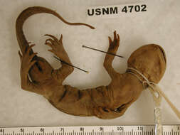 Image of Ambystoma tigrinum nebulosum Hallowell 1853