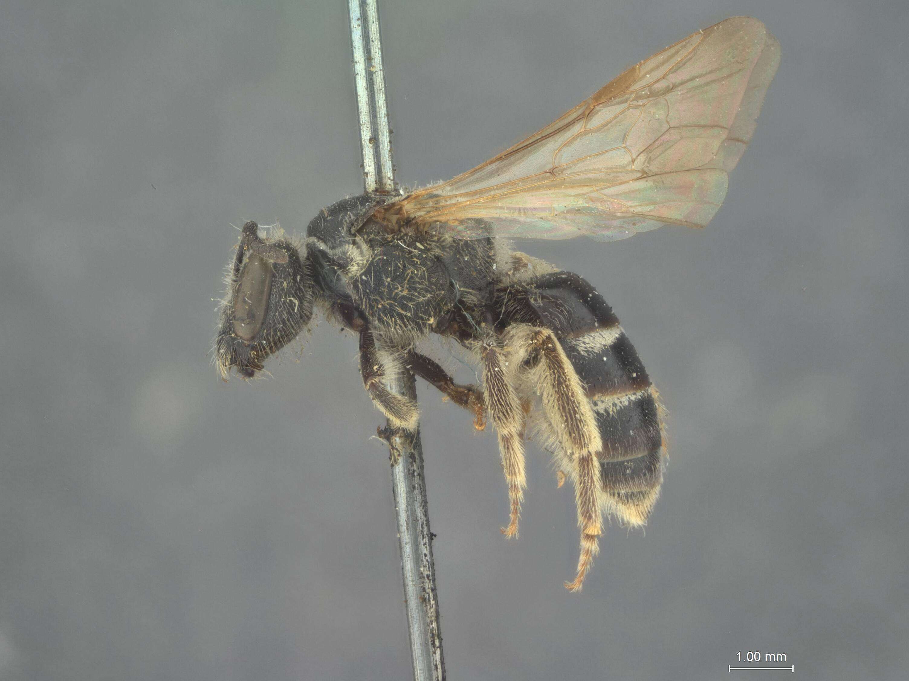 Image of Halictus