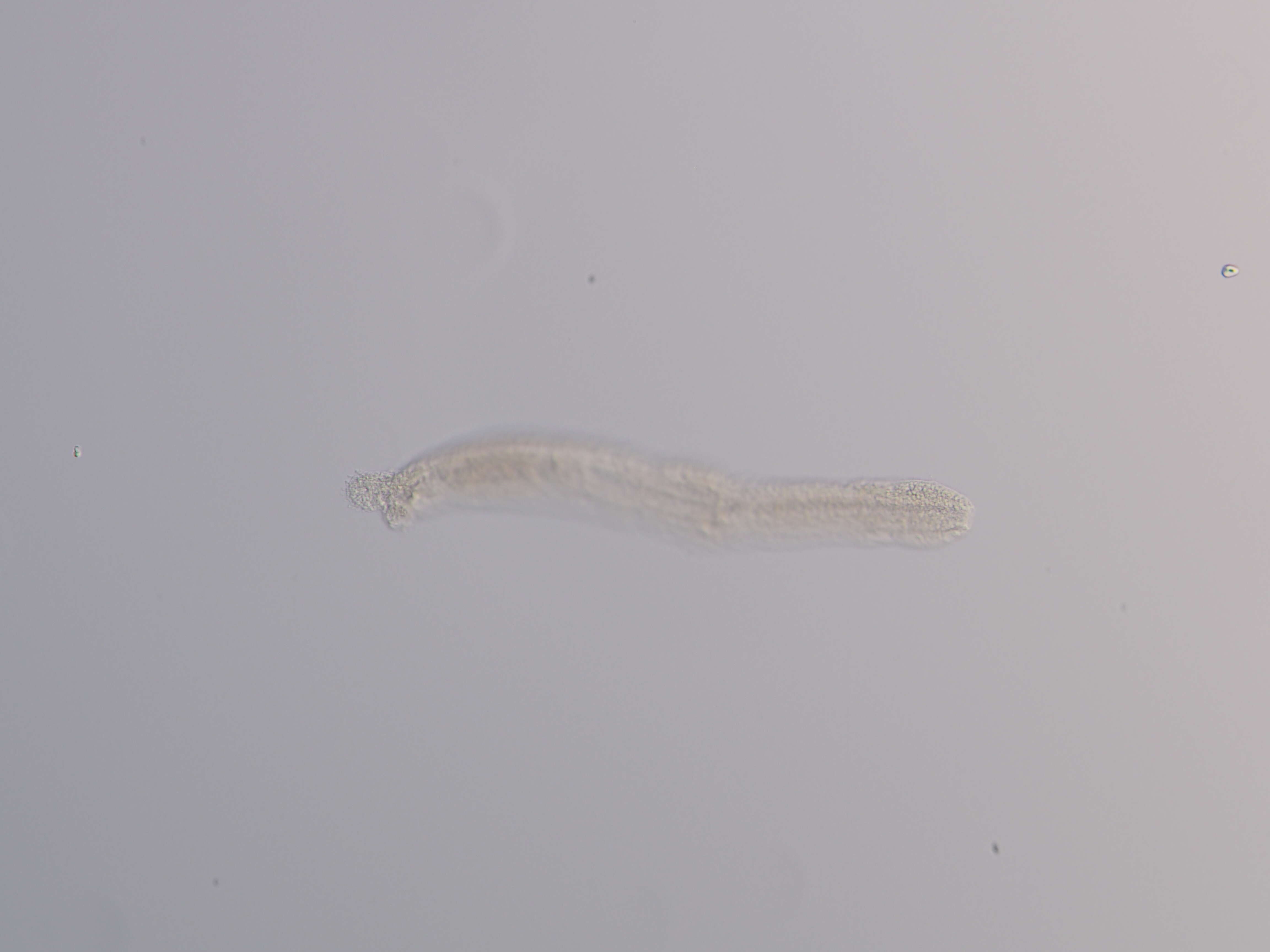 Image of Cephalodasys interinsularis Kieneke, Schmidt-Rhaesa & Hochberg 2015