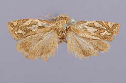 Image of Eucosma ridingsana Robinson 1869