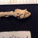 Placostegus Philippi 1844的圖片