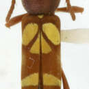 Image of Pirangoclytus latithorax (Martins & Galileo 2008)