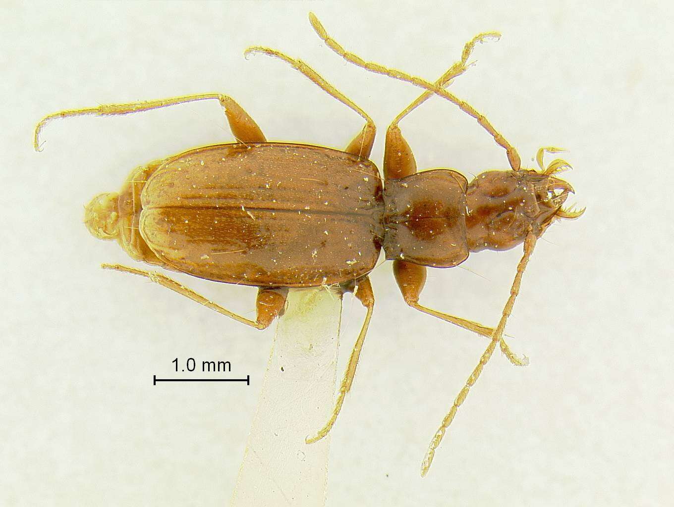 Pseudanophthalmus fulleri Valentine 1932的圖片