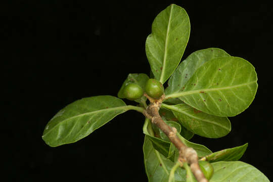 Image of Bursera schlechtendalii Engl.