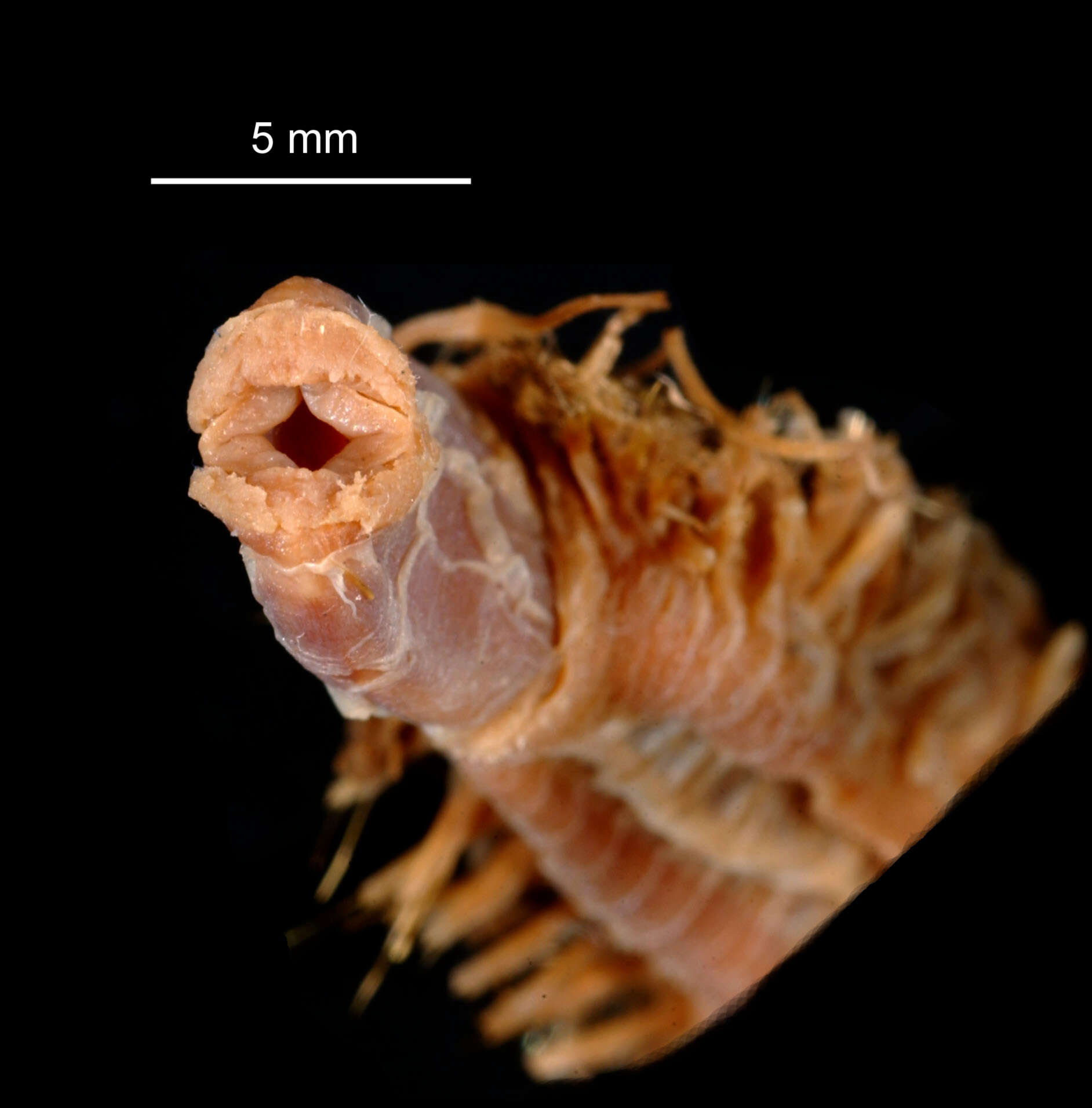 Laetmonice filicornis benthaliana McIntosh 1885 resmi