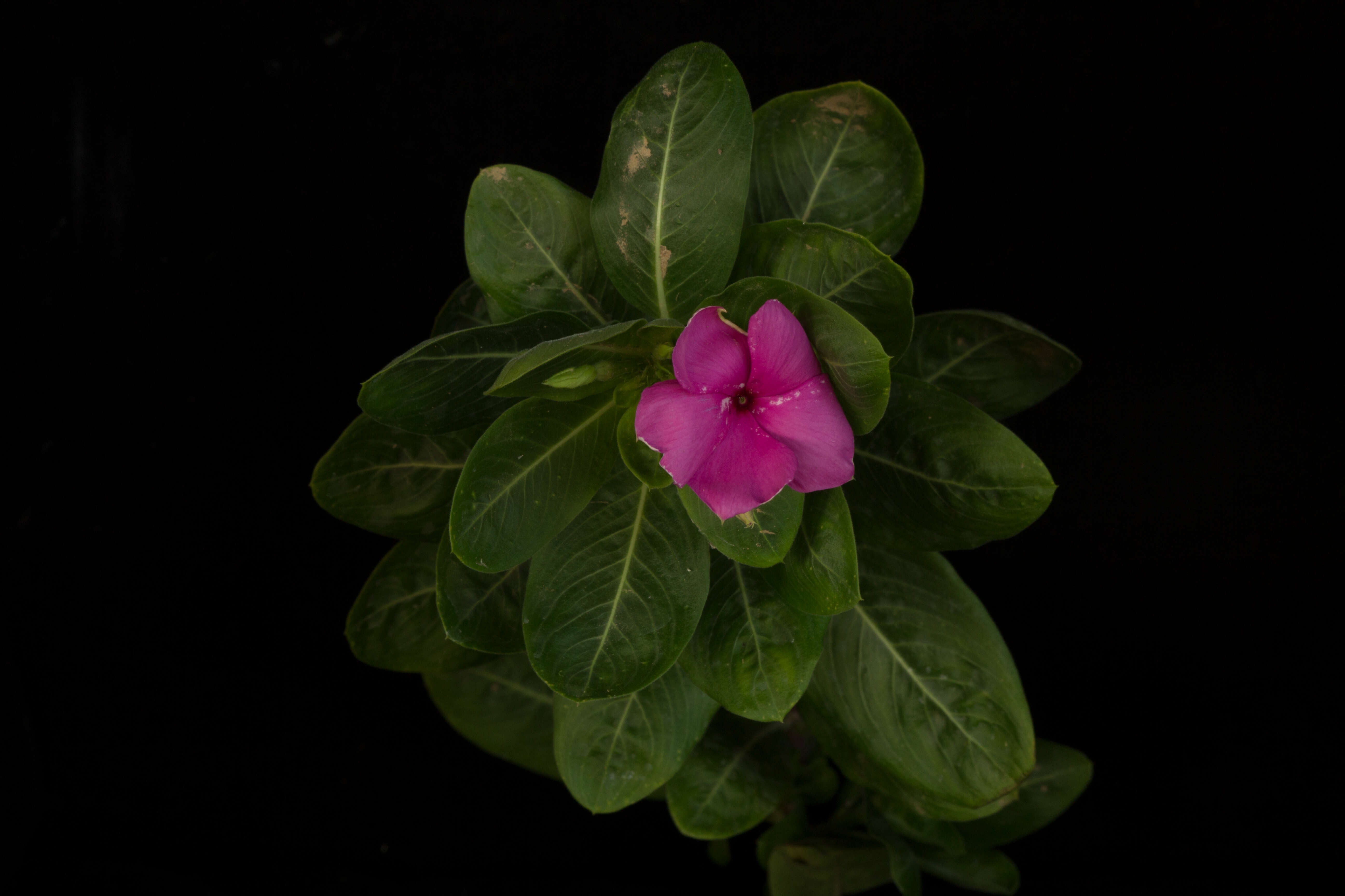 Image of Madagascar periwinkle