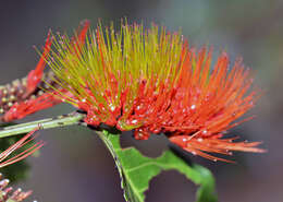 Image of Combretum Loefl.