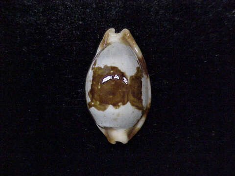 Image of stolid cowrie