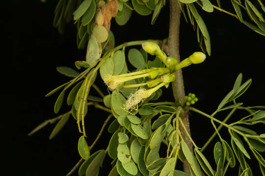 Sivun Sphinga platyloba (DC.) Barneby & J. W. Grimes kuva