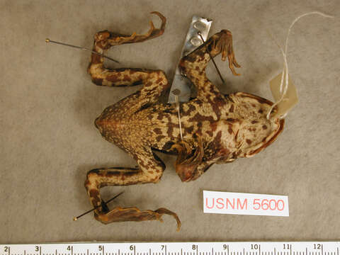 Image of western toad