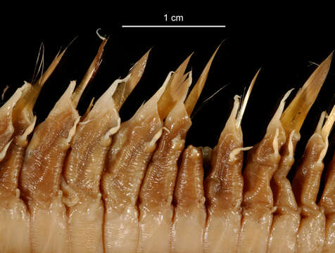 Image of Neobylgides scotiensis Pettibone 1993